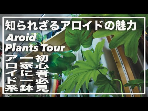 普通のイースタールゼイ 植物