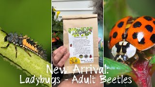Ladybugs | Natural Pest Control In Your Garden