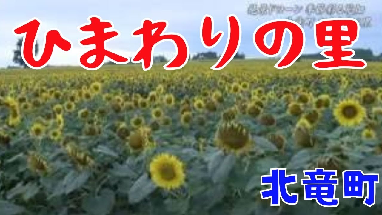 絶景ドローン〝季節彩る花畑〟北竜町　ひまわりの里