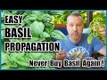 Easy BASIL Propagation - NEVER Buy Basil Again!