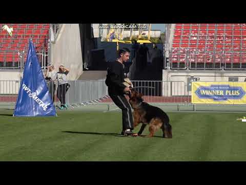 1093 Eminenz vom Glockenbrink - TSB BSZS-2023