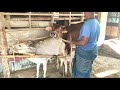 Amazing Man Use Traditional Style To Produce The Baby Cow 04