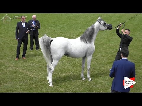 2nd - N.74 LVA MAXIMUS - Chantilly 2016 World Cup - Stallions 9+ years old (Class 10)