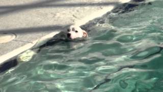 Jack Frost the Jack Russell Terrier  Wont Stop Swimming!