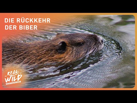 Tier-Doku: Die Welt der Biber
