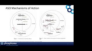 Phosphorex Webinar: Development of Nanoparticles for the Systemic Delivery of ASO to the CNS
