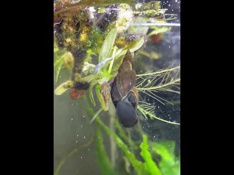 Marsh Pond snails (Ladislavella elodes or Stagnicola elodes)