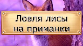 Ловля лисы на приваде капканом