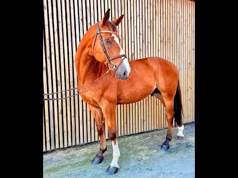 Randy LBM (AGANIX DU SEIGNEUR x KASHMIR VAN SCHUTTERSHOF) - Video 6 video thumbnail
