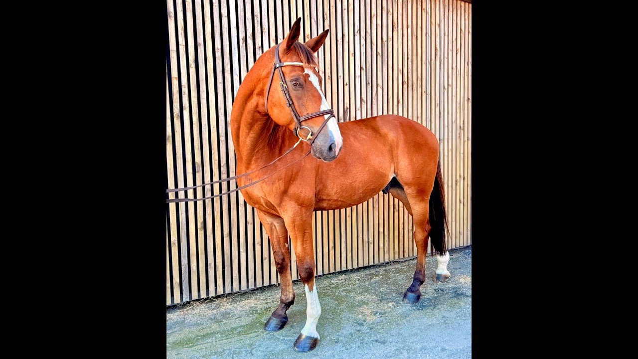 Randy LBM (AGANIX DU SEIGNEUR x KASHMIR VAN SCHUTTERSHOF) video 3