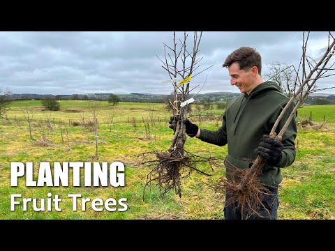 Replacing Damaged Fruit Trees In My UK Food Forest