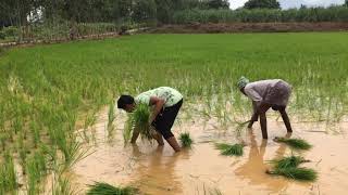 Download lagu Rice crop cultivation mp3