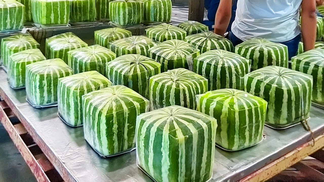 Shocking Square Watermelon Production in Japan - Farmers' Farming Techniques You've Never Seen