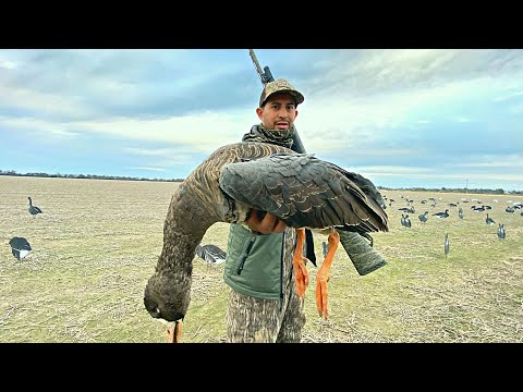 Caza Y Cocina De Gansos Salvajes