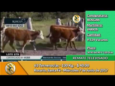 07-06-17 - Ventas de Invernada - Remate Televisado de ROSGAN - Rosario