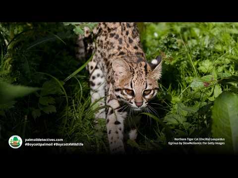 Northern Tiger Cat Oncilla Leopardus tigrinus  - South America