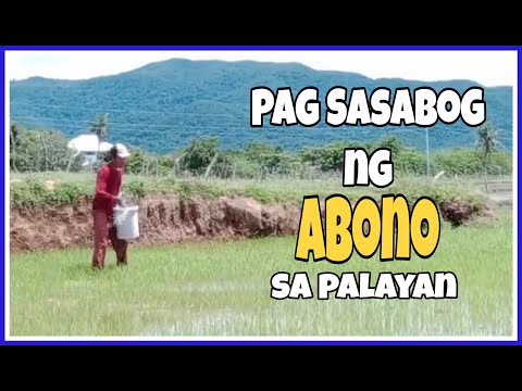 #PagSasabogngAbono #BuhayBukid PAGSASABOG NG ABONO SA PALAYAN || BUHAY BUKID || BUHAY NG MAGSASAKA