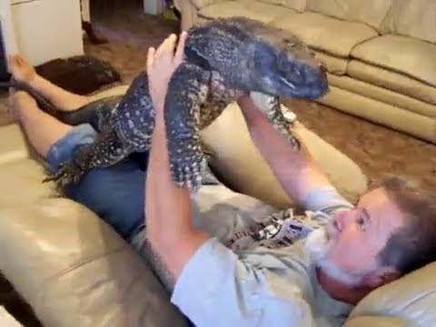 Having A Wild Lizard Moment