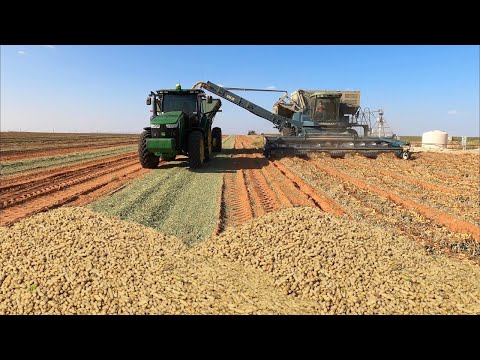 HOW TO GROW PEANUTS IN AMERICA USING MODERN TECHNOLOGY - PEANUT HARVESTING PROCESS