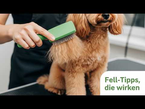 Grooming your poodle: Tips for a shiny and healthy coat 😍🐕