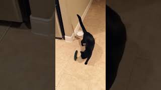 ultimate battle 🐱vs 🥒#cat #funny #funnyvideos #foryou #cutepets #catsoftiktok #funnyvideo #usaus