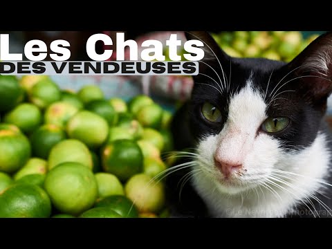 Chats et vendeuses de légumes au marché Talat Bangkok : une rencontre authentique