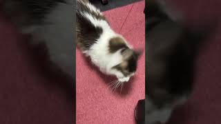 夏は床が気持ちいい猫【ノル猫ミロシー】 #shorts