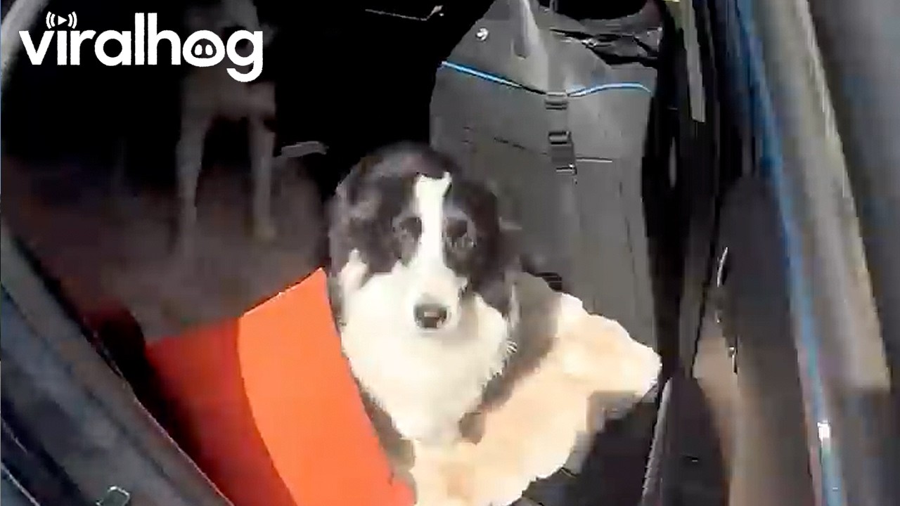 Pup Confidently Launches Out From Opened Car Door || ViralHog