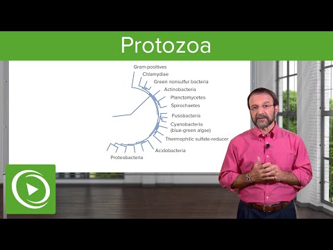 Protozoa: Definition & Types of Microbes – Microbiology | Lecturio