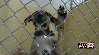 Video: City of Tulsa begins Fix It Challenge to address pet overpopulation crisis
