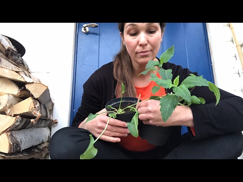 Odlingsdagboken 8 april - bladlöss -bladlusknepet för att få bort dem snabbt