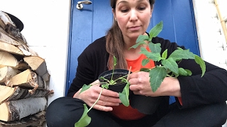 Odlingsdagboken 8 april - bladlöss -bladlusknepet för att få bort dem snabbt