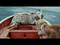 Poor Zebra Pi Was Scared By The Hyena And Stepped Back Far