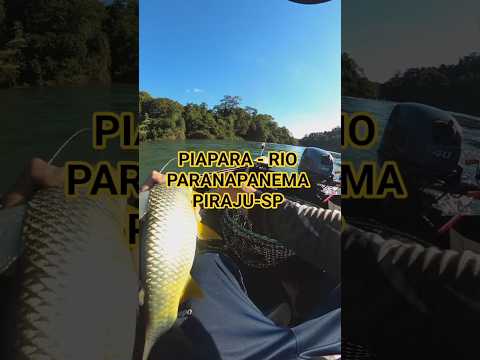 Guia pesca esportiva Piraju-SP, WhatsApp 1499769-7488  João Vitor