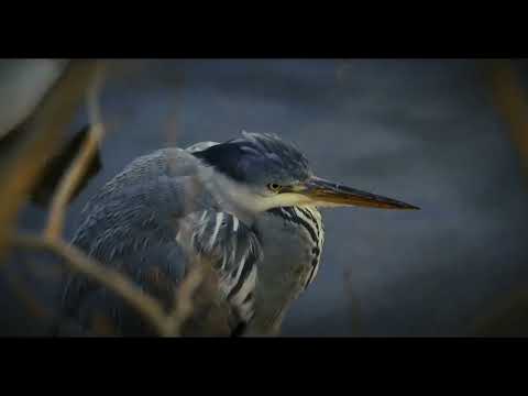 Save Zoka Tropical Rainforest Through Restoration