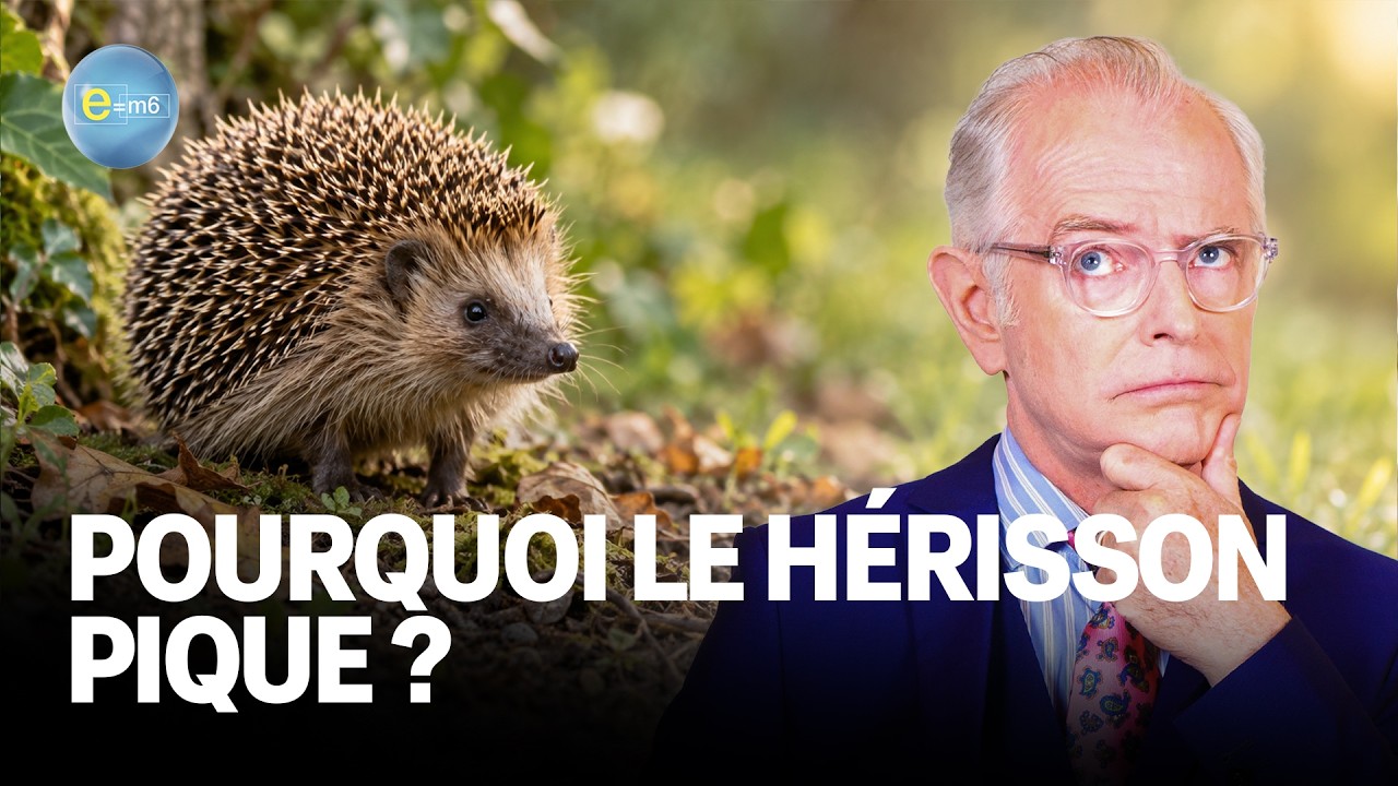 ⁠ANIMAUX : les incroyables super-pouvoirs du hérisson | E=m6