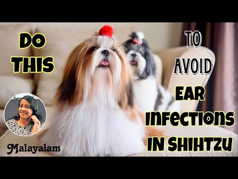 Shihtzu Ear Care : Tips To Avoid Yeast Infection || Malayalam || Pavi's Pawdcast