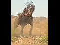 Venom Horse Venom 3 Awesome Status Shorts Venom3
