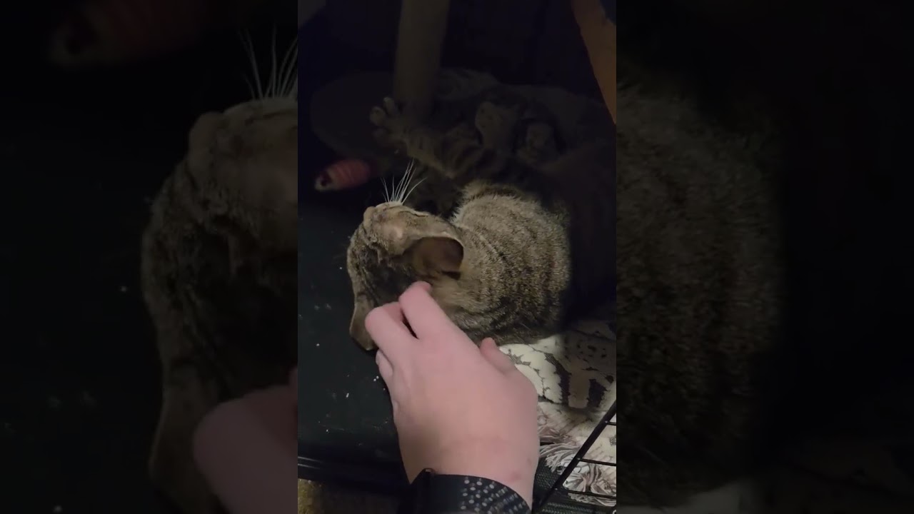 Enlarge Lucy (FCID# 07/23/2025 - 80) C, a Adoptable Tabby in Greenville, DE video 5/6