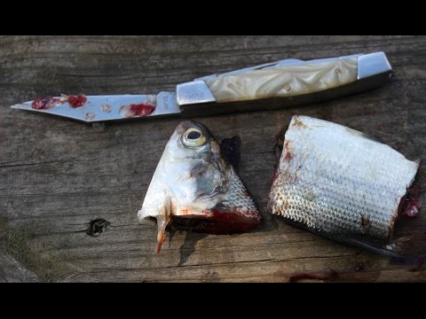 8 best catfish baits - Catch catfish - Blue, flathead and channel catfish