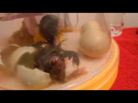 Easter Egger mixed chick hatching in Brinsea Mini Advance Incubator