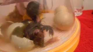 Easter Egger mixed chick hatching in Brinsea Mini Advance Incubator