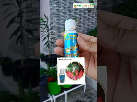 Mealy Bugs injections 5 ml