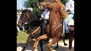 Paco Candela Tú no eres caballista