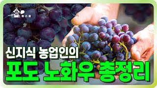 [포도 이야기] 이원희 MBA Chapter2 신지식농업인이 알려주는 순고르기 노하우(수확량, 전지, 소독)