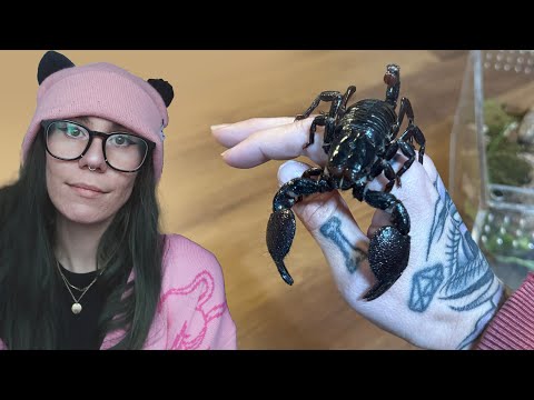 How to *NOT GET STUNG* While Rehousing 7 Scorpions!!