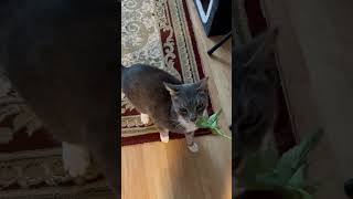 #catvideos #catsoftiktok #catsoftiktok #catshorts #cat #nba #cute #catlife #kitty #catlife