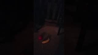 Trash Panda snack time