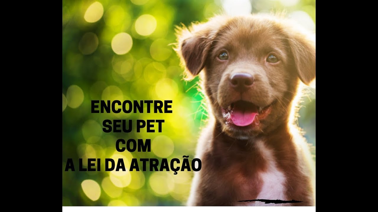 Perdi meu animal - Encontre seu bichinho COM A LEI DA ATRAÇÃO - HOOPONOPONO