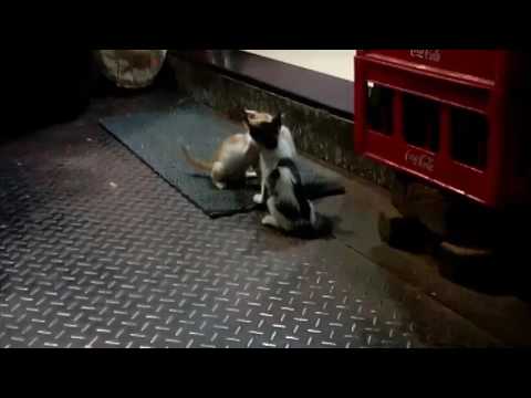 Cute street cat fight